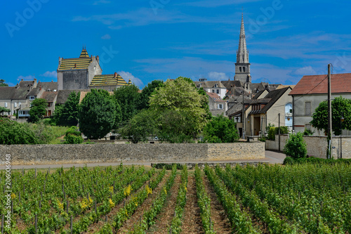 france burgundy wine region vineyards photo