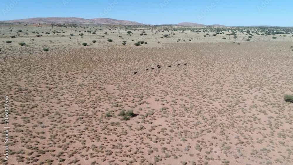 Tracking shot of Black Wildebeest Running In The Kalahari Aerial View Tracking shot of Black Wildebeest Running In The Kalahari Aerial View