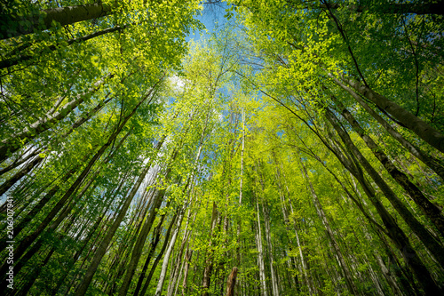 Fototapeta Naklejka Na Ścianę i Meble -  Green forest bottom view