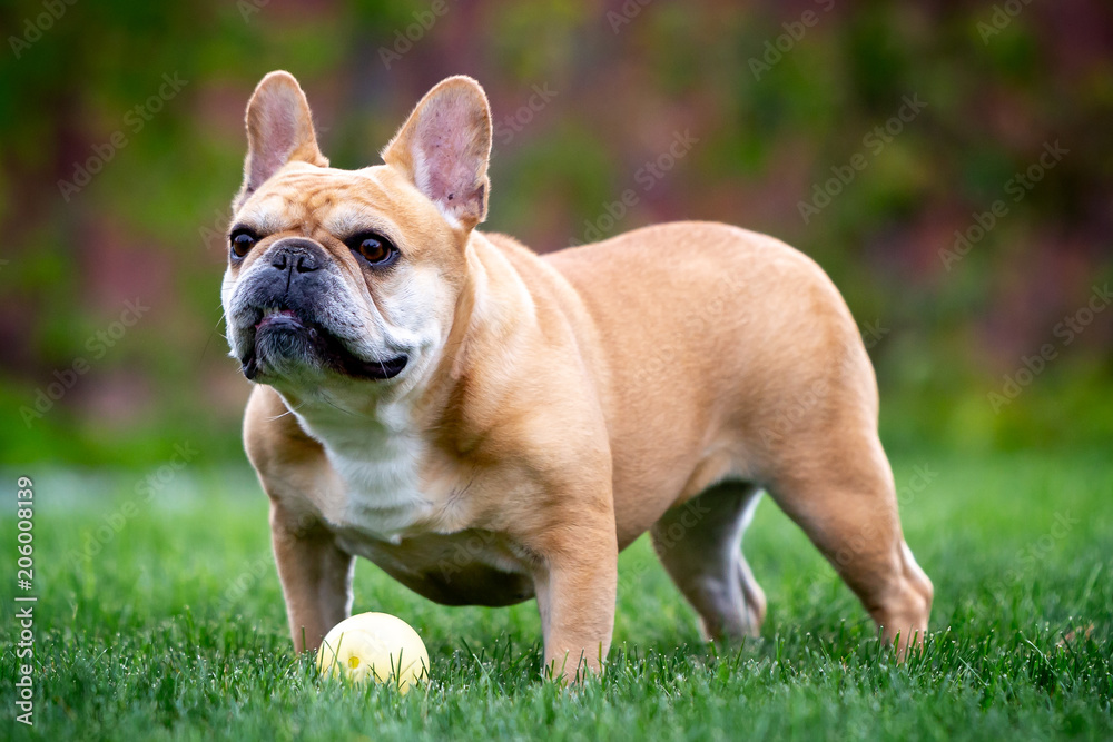 French Bulldog