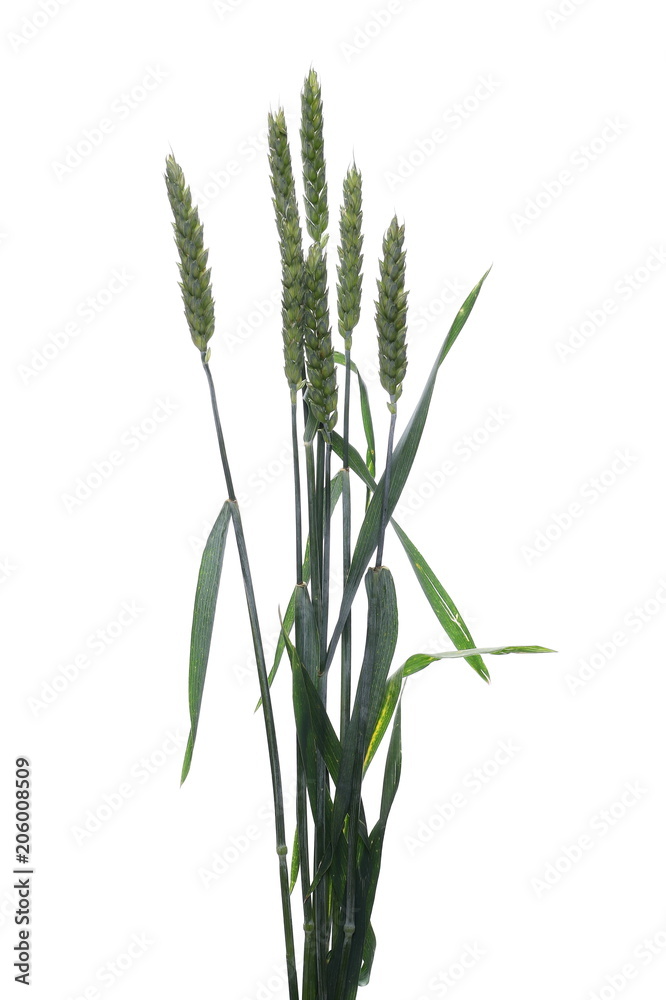 Obraz premium Green wheat isolated on white background, clipping path