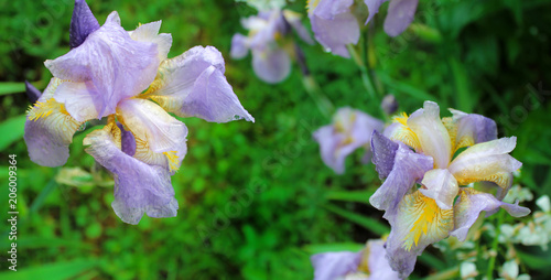 Fototapeta Naklejka Na Ścianę i Meble -  Blue flowers irises with wet green leaves as the background. 