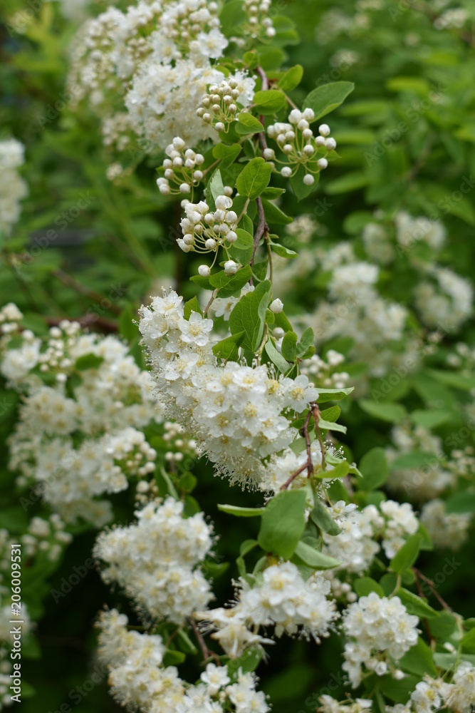 white small bundles of flowers and buds on green branch bush close-up garden white small bundles of flowers and buds on green branch bush close-up garden