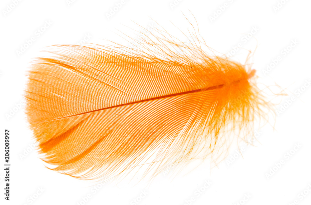 Beautiful orange feather on white background Beautiful orange feather on white background