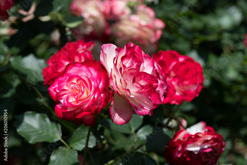 赤と白のばら「ジュビレデュプリンスドゥモナコ」の花のアップ	