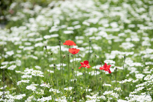 たくさんの白い花に囲まれた赤いポピーの花