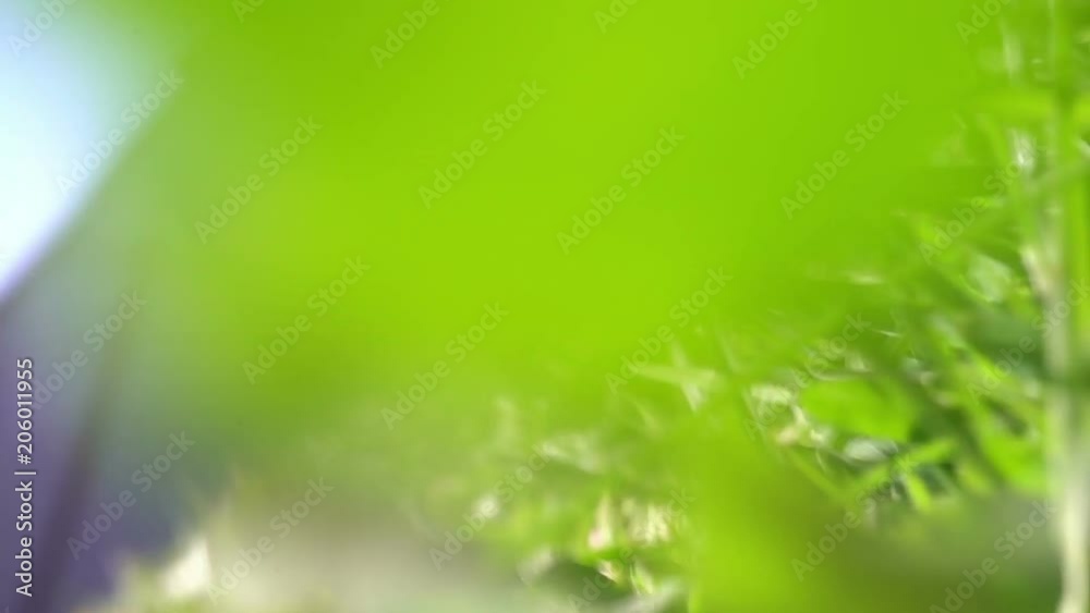 small animal creature running by the grass scampering through trail - POV point of view small animal creature running by the grass scampering through trail - POV point of view