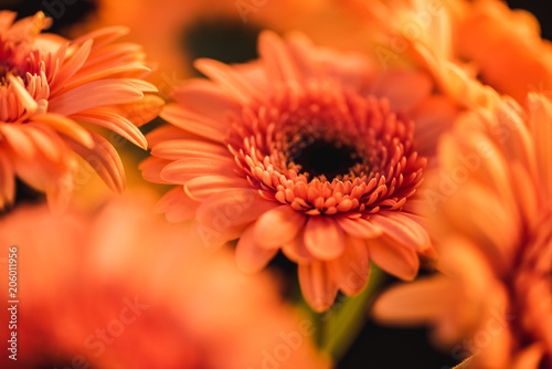 close up of orange blooming gerbers  isolated on black