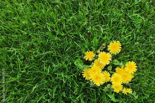 Yellow dandelions and green grass.