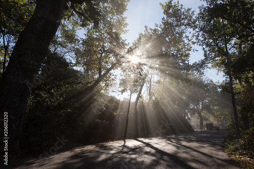 Powerful sun rays cutting through the mist on a road  in the mid