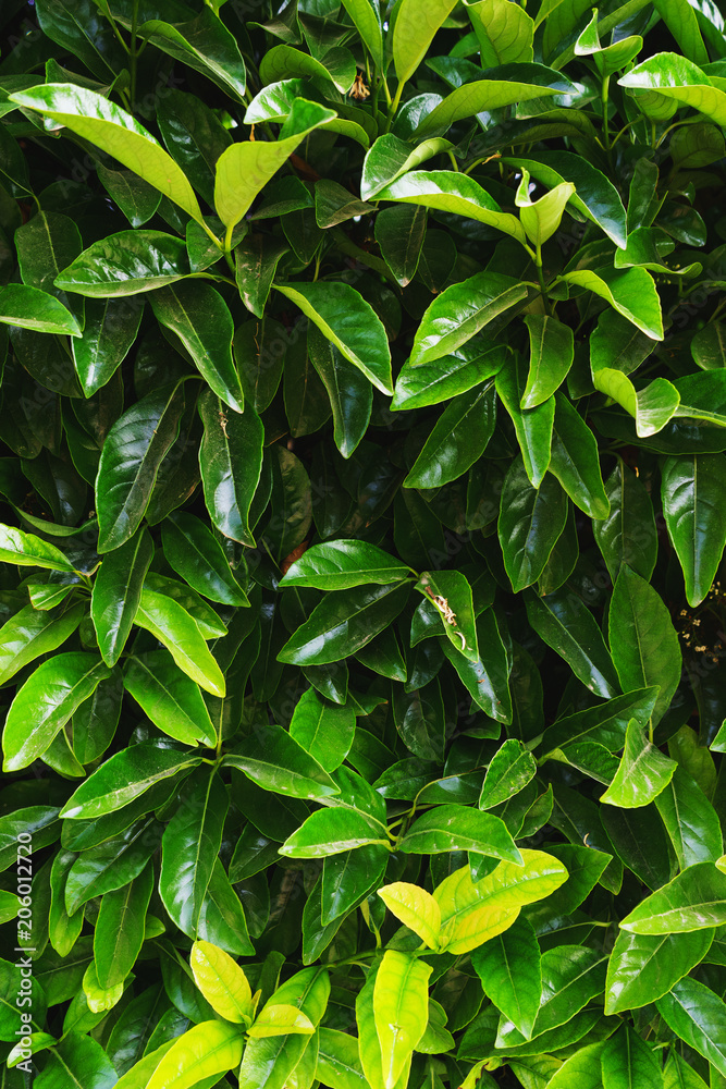 Beautiful leaves of tropical plants in garden and park. Beautiful leaves of tropical plants in garden and park.