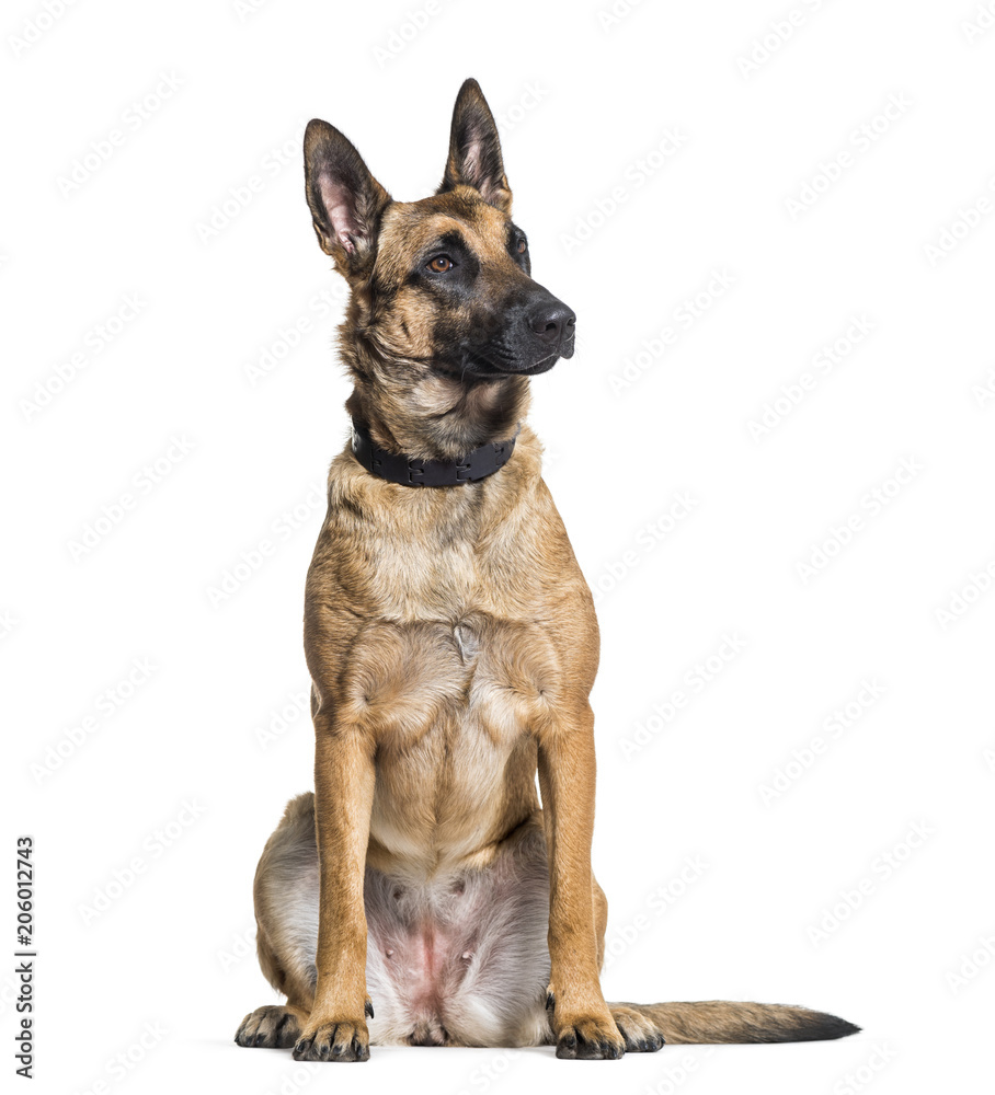 Malinois dog alert in studio against white background