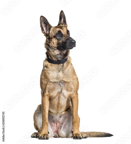 Malinois dog alert in studio against white background