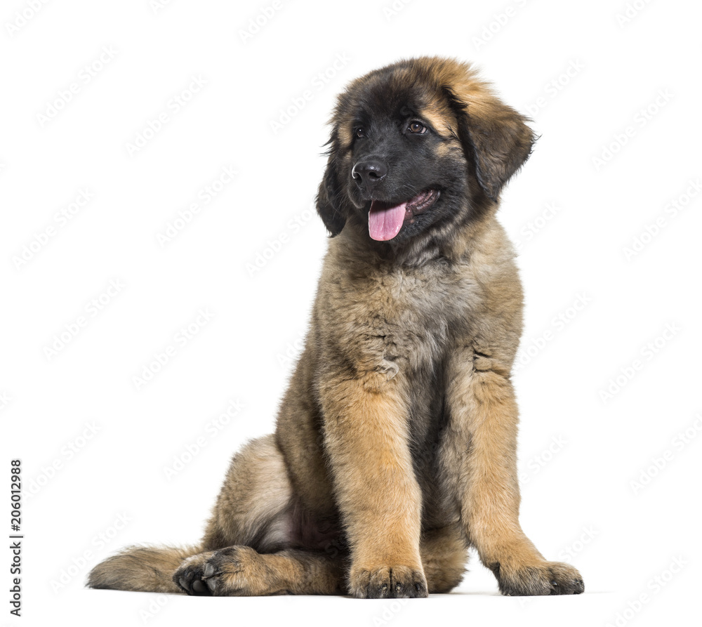 Leonberger puppy sitting and panting against white background