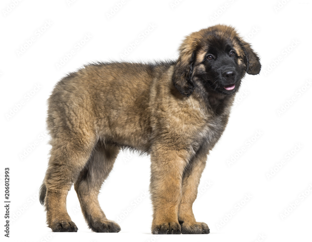 Leonberger puppy standing against white background Leonberger puppy standing against white background
