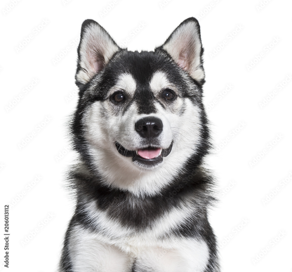 Pomsky dog portrait against white background