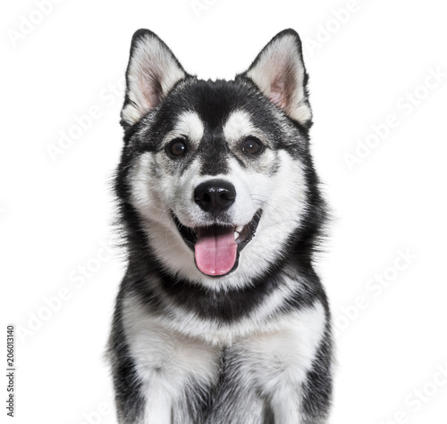 Pomsky dog panting against white background