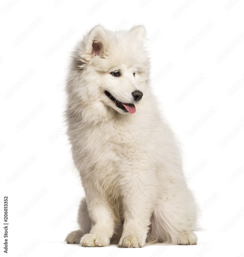 Samoyed dog sitting and looking away against white background Samoyed dog sitting and looking away against white background