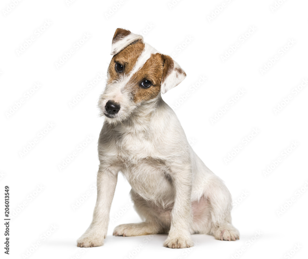Jack Russell Terrier puppy sitting against white background