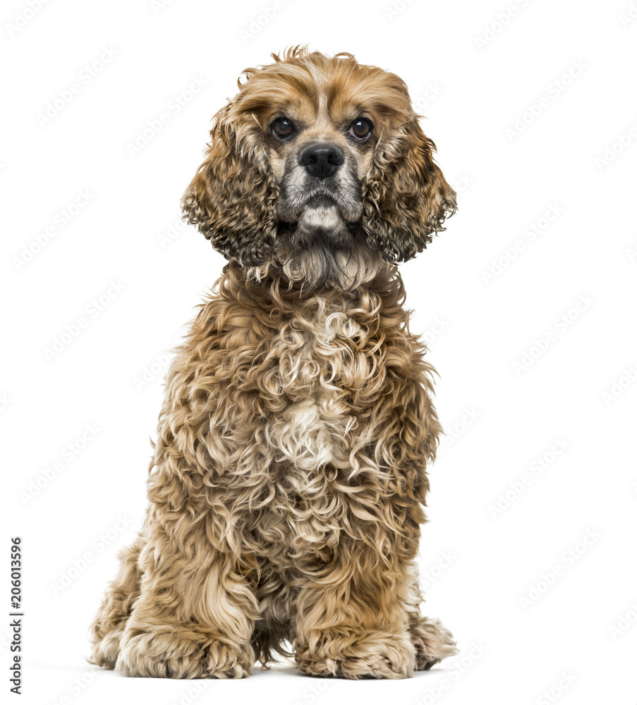 Brown Mixed-breed dog against white background