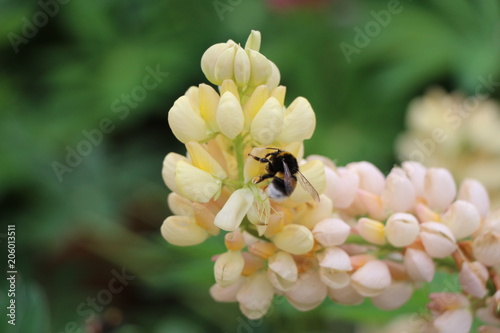 Biene auf weiser Blüte