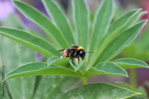 Hummel