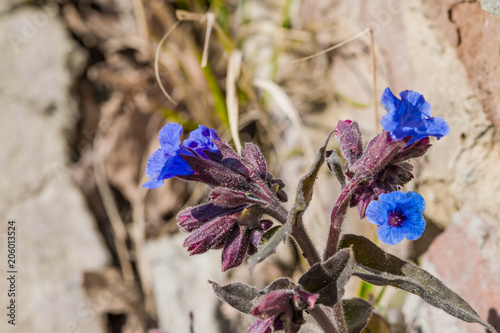 Blue primrose medicinal plant lungwort close-up 
