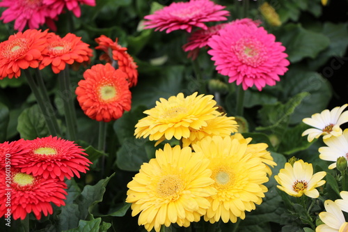 Blumen
