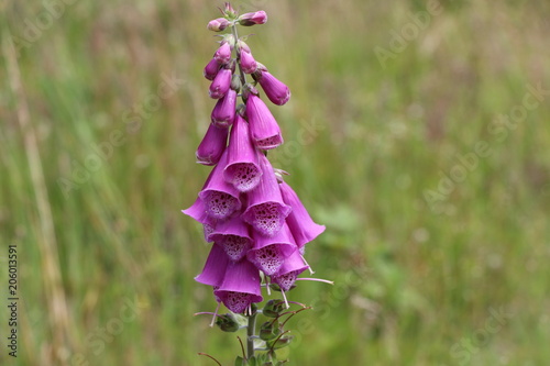 Pink Glocke