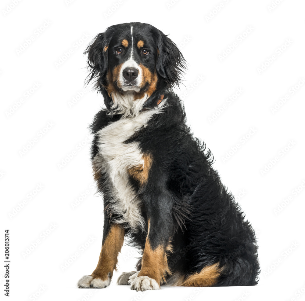 Bernese mountain dog in portrait against white background