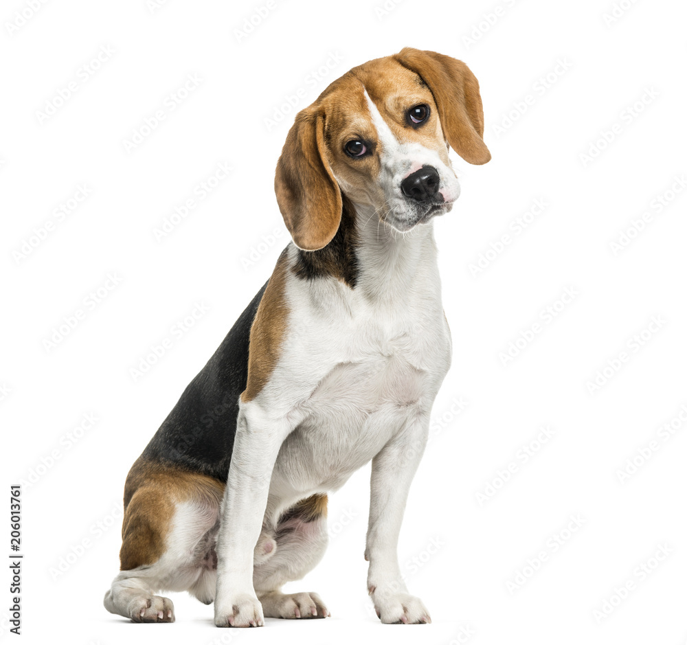 Beagle dog sitting against white background