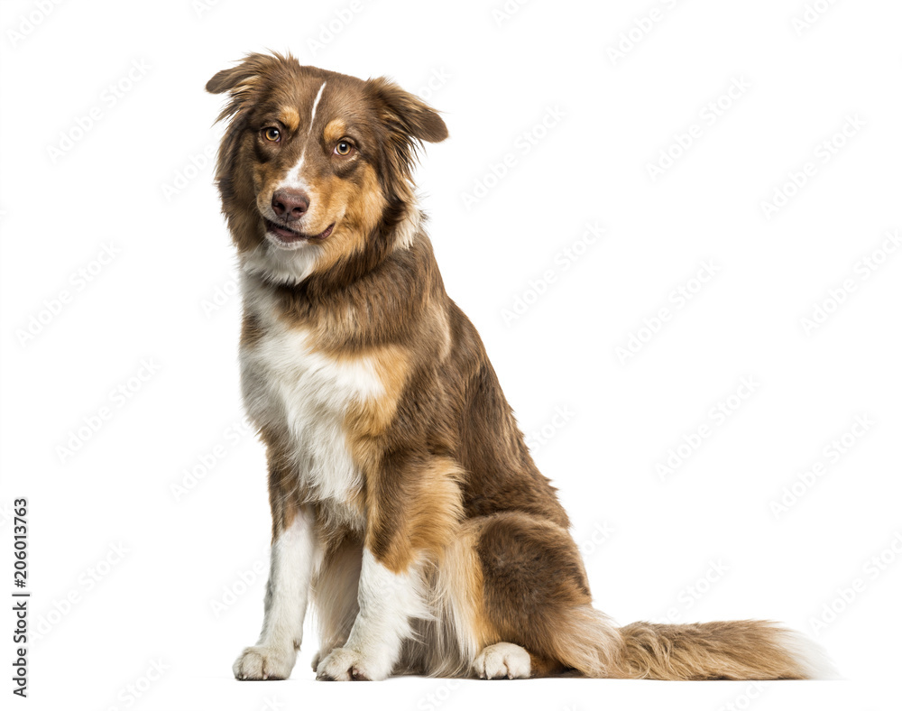 Australian Shepherd dog sitting against white background Australian Shepherd dog sitting against white background