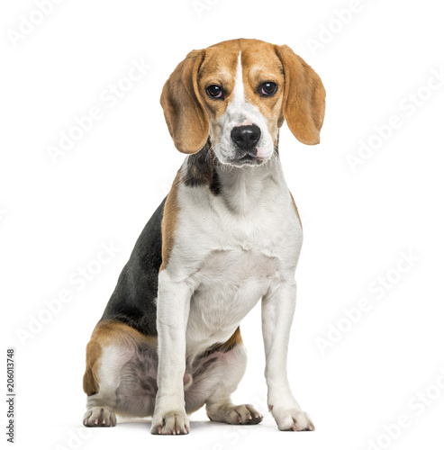 Beagle dog in portrait against white background