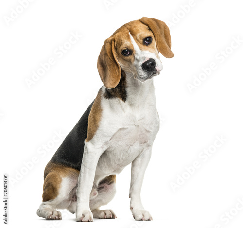 Beagle dog sitting against white background © Eric Isselée
