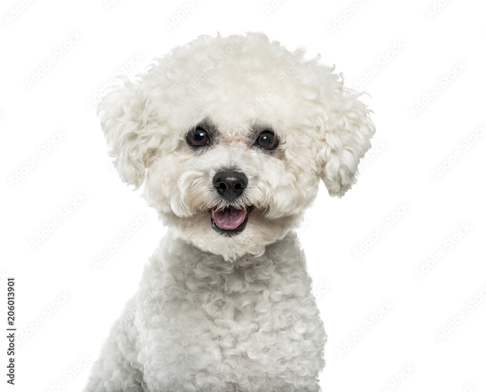 Bichon Frise dog in portrait against white background