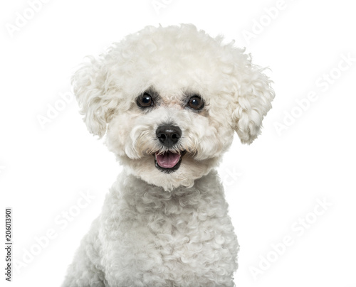 Fototapeta Naklejka Na Ścianę i Meble -  Bichon Frise dog in portrait against white background