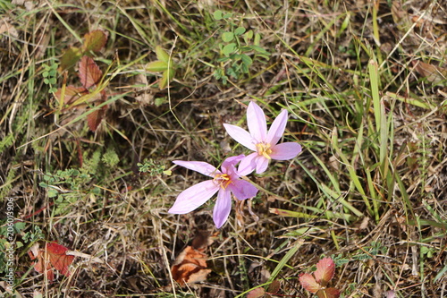 Krokus