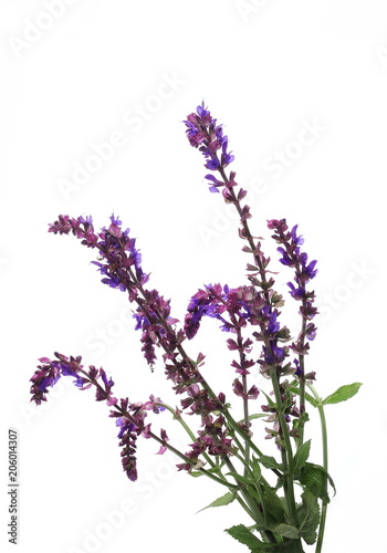 Purple wildflowers, mint flowers isolated on white background