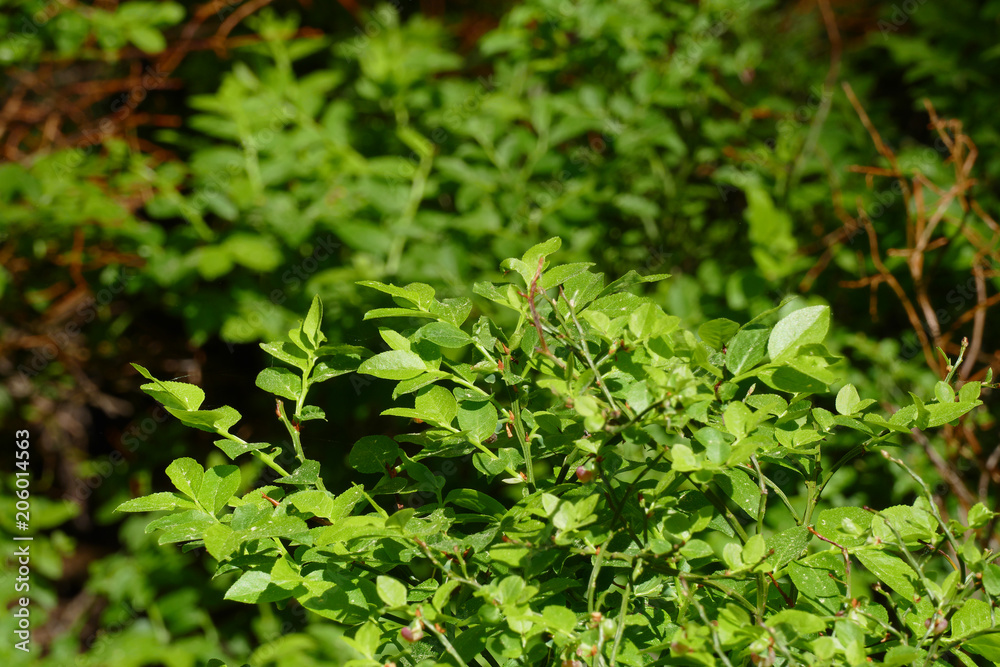 blueberry shrub blueberry shrub