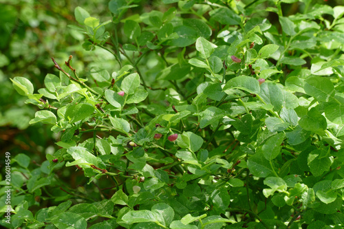 Wallpaper Mural blueberry shrub Torontodigital.ca