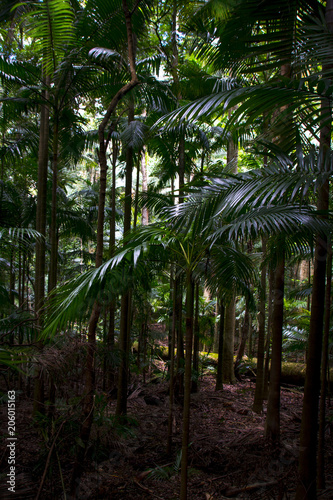 Plant details in a forest in Brisbane, Australia