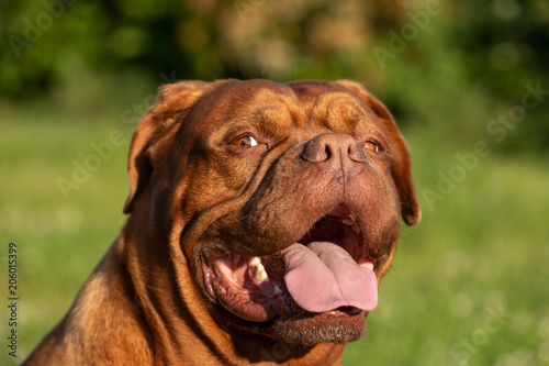 French Mastiff Dog (dogue de bordeaux)