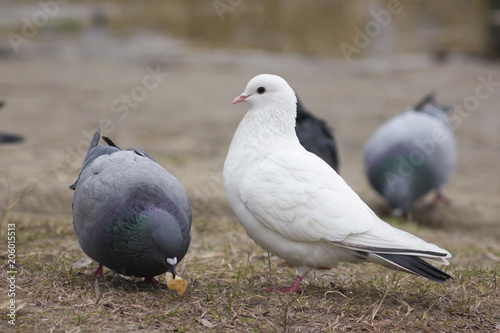 Pigeons eating bread in autumn park © finstereule