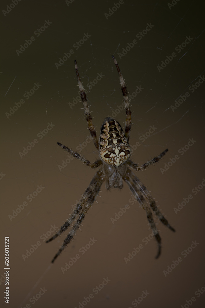lonely spider in the forest
lonely spider in the forest