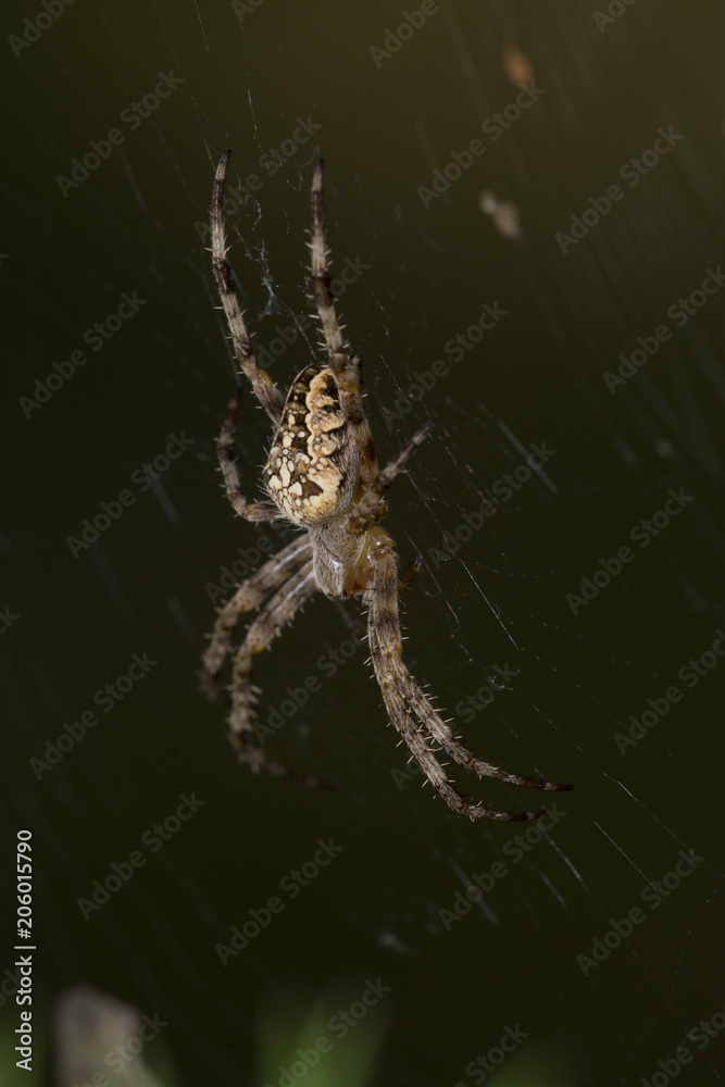 lonely spider in the forest
lonely spider in the forest