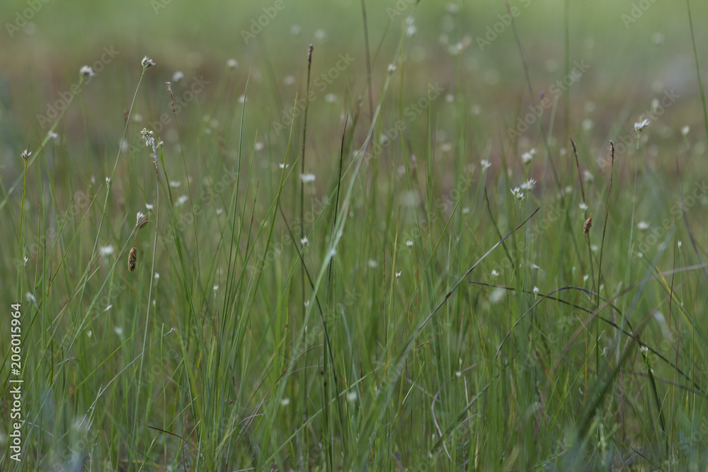 small flowers in grass
small flowers in grass