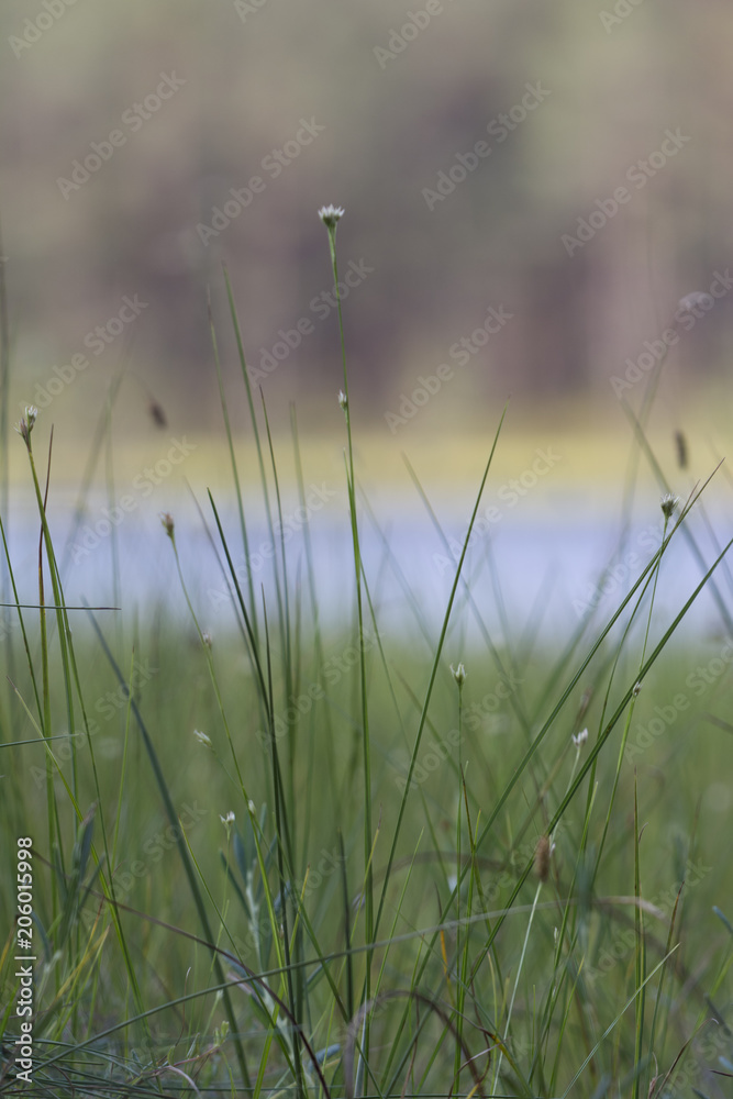 small flowers in grass
