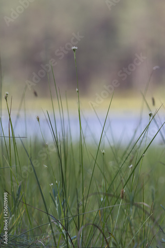 small flowers in grass 