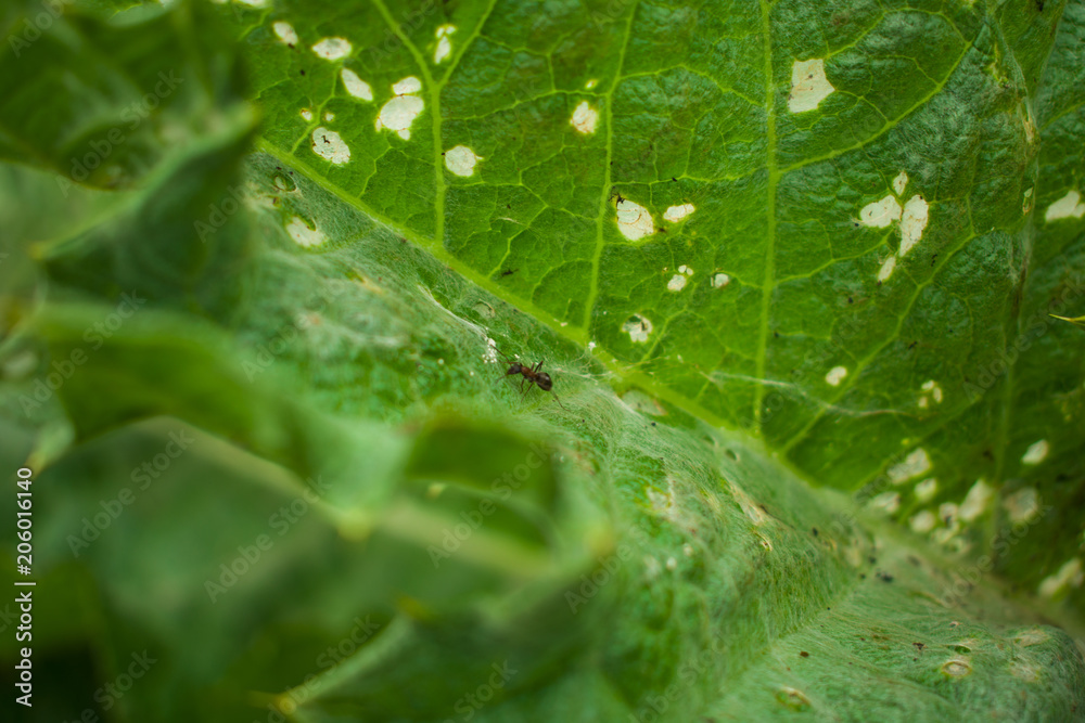 An insect on a green leaf. The life of an insect. A plant called a burdock An insect on a green leaf. The life of an insect. A plant called a burdock