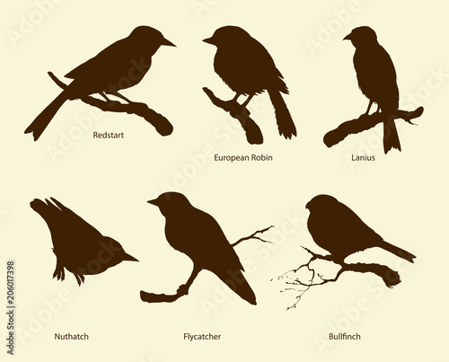 Vector set of birds: Bullfinch, Redstart, Nuthatch, Flycatcher, Lanius, Robin